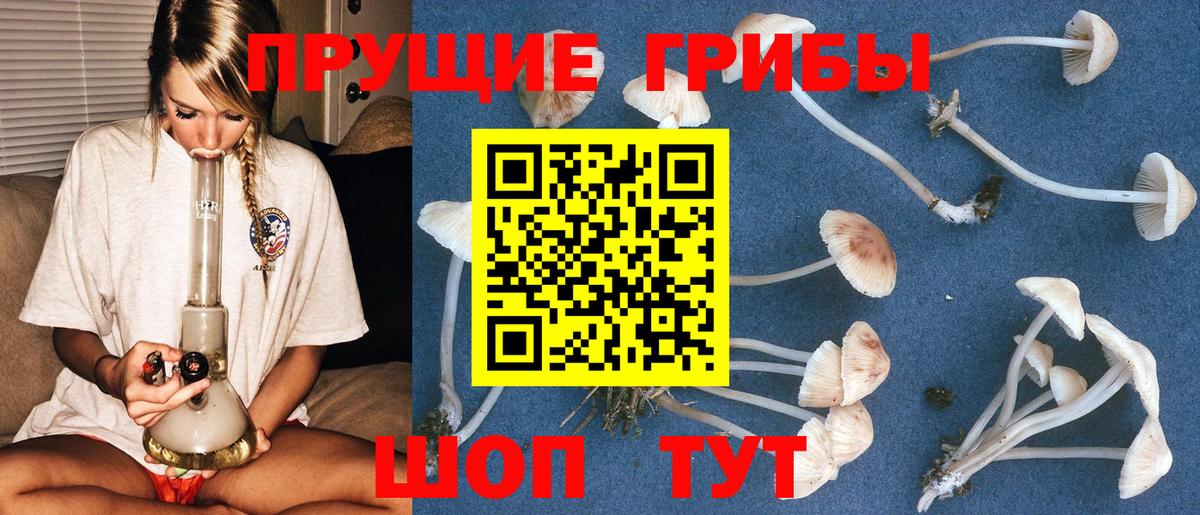 Галлюциногенные грибы Psilocybine cubensis Рязань
